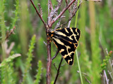 Mindre igelkottspinnare Wood TigerParasemia plantaginis