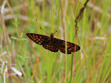 Skogsntfjril<br> Heath Fritillary <br>Melitaea athalia