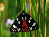 Flckig glansspinnare<br> Scarlet Tiger<br>Callimorpha dominula