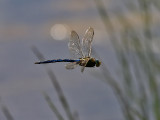 Kejsartrollslnda<br>Emperor dragonfly<br>Anax imperator