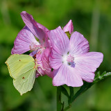 Citronfjril <br> Brimstone<br> Gonepteryx rahmni