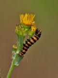 Karminspinnare <br>Cinnabar moth<br>Tyria jacobaeae