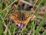 Myrprlemorfjril<br> Cranberry Fritillary <br>Boloria aquilonaris