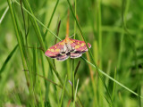 Purpurljusmott Pyrausta purpuralis
