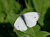 Rapsfjril <br> Green-veined white <br>Pieris napi