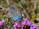 Svartflckig blvinge<br> Large blue<br>Maculinea arion