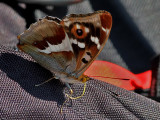 Slgskimmerfjril <br> Purple Emperor<br> Apatura Iris