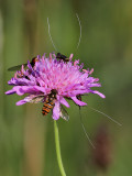 Åkerväddantennmal Nemophora metallica