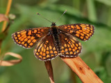 Skogsntfjril<br> Heath Fritillary <br>Melitaea athalia