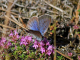 Svartflckig blvinge<br> Large blue<br>Maculinea arion