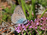 Svartflckig blvinge <br> Large blue<br>Maculinea arion