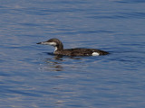 Storlom <br> Black-throated Loon <br> Gavia arctica