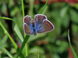 Puktrneblvinge<br>Common blue<br>Polyommatus icarus