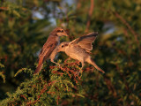 Trnskata<br> Red-backed Shrike<br> Lanius collurio