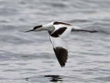Skrflcka<br> Recurvirostra avosetta<br> Pied Avocet