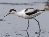 Skrflcka<br> Recurvirostra avosetta<br> Pied Avocet