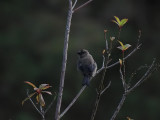 Azordomherre<br> Azores Bullfinch <br>Pyrrhula pyrrhula murina