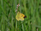 Rdgul hfjril <br>Clouded Yellow <br>Colias crocea