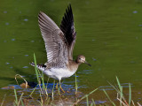 Amerikansk skogssnppa <br> Solitary Sandpiper <br>Tringa solitaria