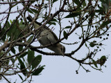 Rdgd vireo  <br>  Red-eyed Vireo<br> Vireo olivaceus