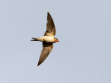Am. ladusvala <br> American Barn Swallow <br> Hirundo rustica erythrogaster