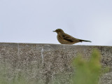 Hedpiplrka <br> Buff-bellied Pipit <br> Anthus rubescens