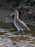 Rdspov<br>Black-tailed Godwit<br>Limosa limosa