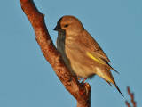 Grnfink <br> Carduelis chloris<br> European Greenfinch