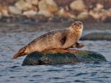 Knubbsl<br> European Common Seal(Harbour Seal)<br> Phoca vitulina