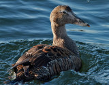 Ejder<br> Common Eider<br> Somateria mollissima