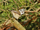 Tofsmes <br>  Crested Tit  <br> Lophophanes cristatus