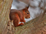 Rd ekorre <br> Eurasian Red Squirrel <br> Sciurus vulgaris