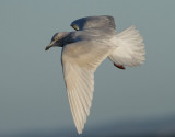 Vitvingad trut<br> Iceland Gull <br>Larus glaucoides