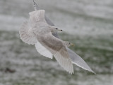 Vitvingad trut<br> Iceland Gull <br>Larus glaucoides