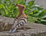 Hrfgel<br>Upupa epops<br>Eurasian Hoopoe