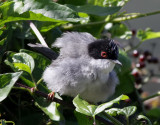 Sammetshtta<br> Sylvia melanocephala <br>Sardinian Warbler