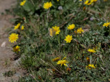 Rdgul hfjril <br> Clouded Yellow <br> Colias crocea