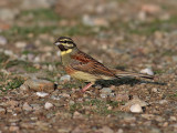 Hcksparv <br> Cirl Bunting <br> Emberiza cirlus