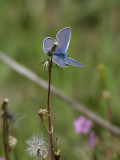 Puktrneblvinge<br>Common blue<br>Polyommatus icarus