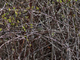 Grhuvad sparv <br> Black-faced Bunting <br> Emberiza spodocephala