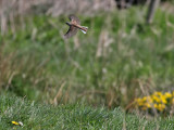 Grhuvad sparv <br> Black-faced Bunting <br> Emberiza spodocephala