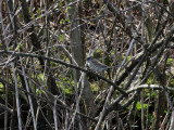 Grhuvad sparv <br> Black-faced Bunting <br> Emberiza spodocephala