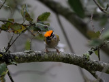 Brandkronad kungsfgel <br>  Firecrest <br> Regulus ignicapillus