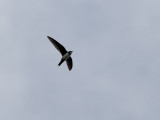 Alpseglare <br> Alpine swift <br> Apus melba