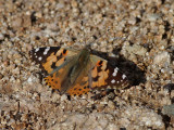 Tistelfjril <br> Painted Lady <br>Cynthia cardui