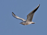 Lngnbbad ms<br> Slender-billed Gull<br> Chroicocephalus genei