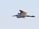 Silkeshger <br> Little Egret <br> Egretta garzetta