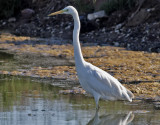 gretthger <br> Great Egret <br> Ardea alba