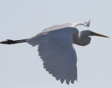 gretthger <br> Great Egret <br> Ardea alba