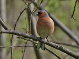 Bofink<br> Chaffinch<br> Fringilla coelebs